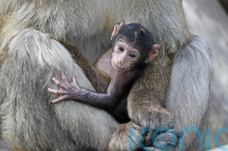 Blair Drummond welcomes new baby macaque