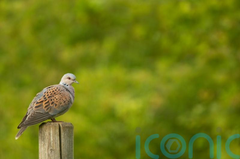 Turtle dove numbers plummet 98% to just 2,100 pairs, national survey shows