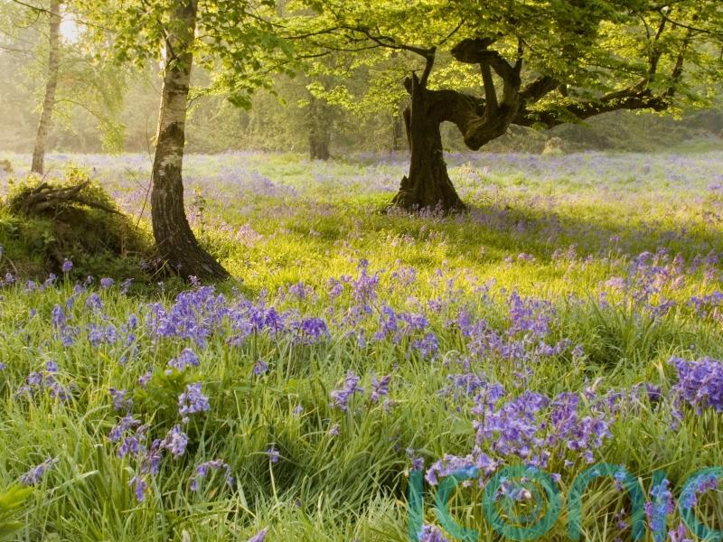 Conservationists say Thames road tunnel plan will destroy ‘irreplaceable’ woods