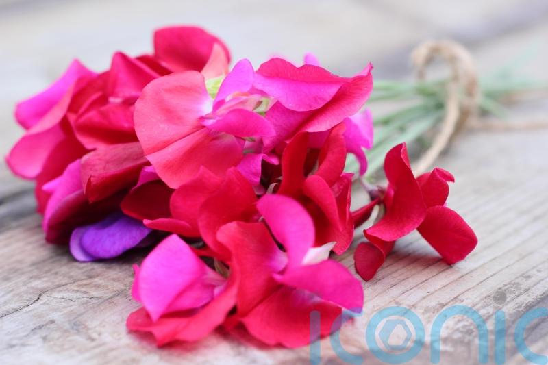 Which flowers should you be cutting in your garden?
