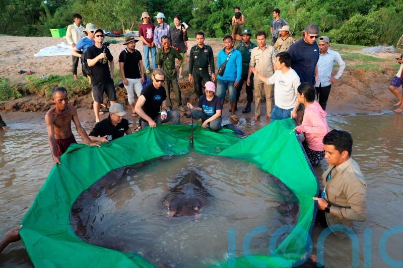 Cambodian catches world’s largest recorded freshwater fish