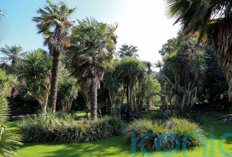 Palm trees aren’t just for the tropics – how to grow them at home