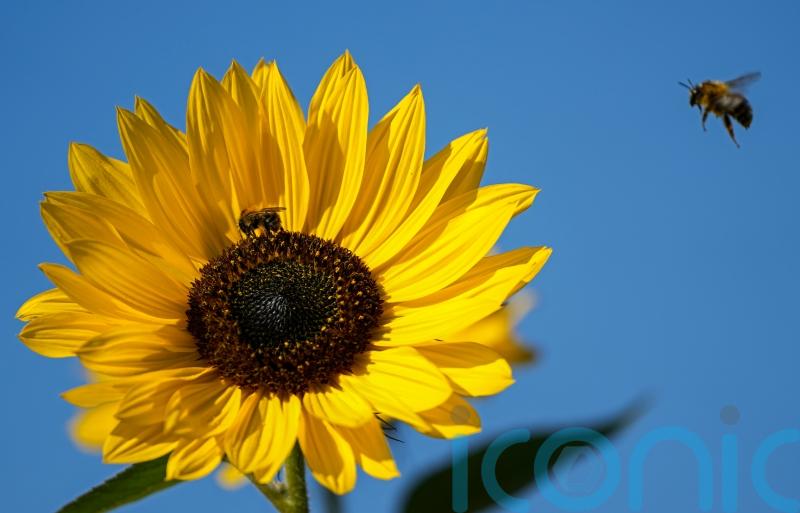 EU Commission proposes cutting pesticides by half by 2030