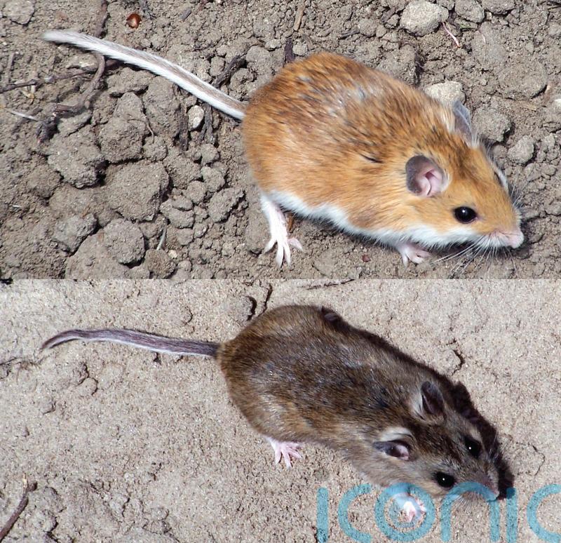 More powerful vacuum cleaners could limit mice numbers in Parliament – minister