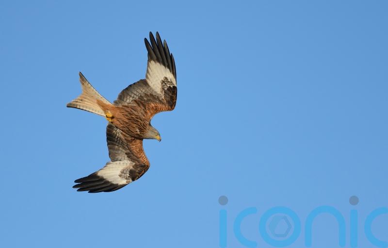 Red kite chicks head for Spain as UK returns favour for reintroduction scheme