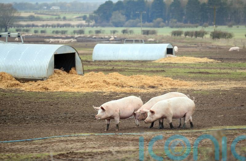 Highly antibiotic-resistant MRSA strain that arose in pigs ‘can jump to humans’