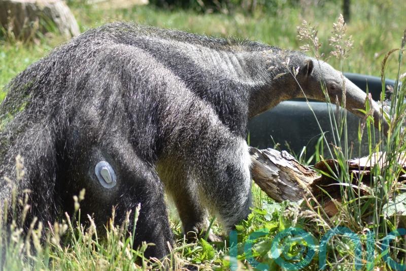 Giant anteater diagnosed with type 1 diabetes at zoo