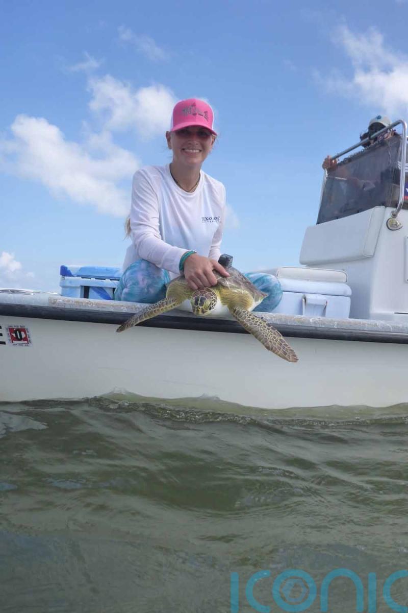 VIDEO: Marine biologist whose video removing a plastic straw from a sea turtle’s nostril sparked global calls for a ban is trying to save the species