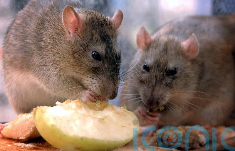 Testing on live animals increased by 6%, new data suggests
