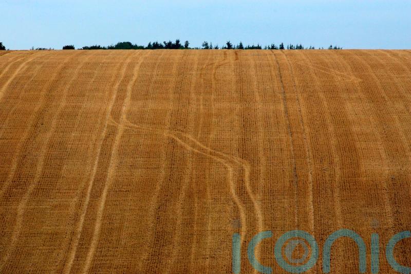 Two fifths of UK arable land used to grow crops for animals, not people – WWF