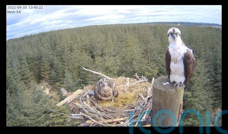 Wildlife lovers hail ‘perfect’ pair of ospreys