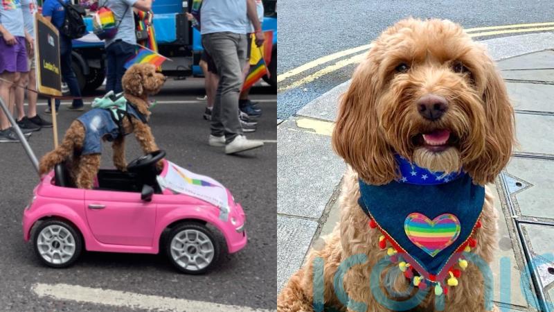 Dogs don rainbow wings, bandanas, and drive hot pink mini cars at London Pride