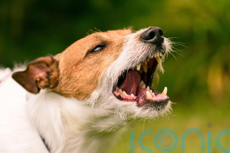 Posties suffered more than 1,600 dog attacks last year, says Royal Mail