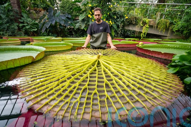 New giant waterlily and ‘botanical wonder of the world’ discovered in Kew