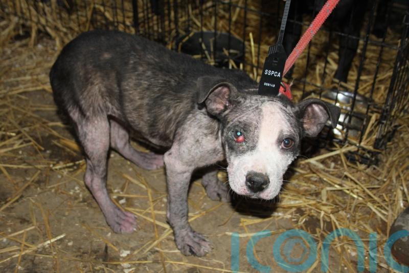 Father and son who kept dogs in filthy conditions banned from keeping animals
