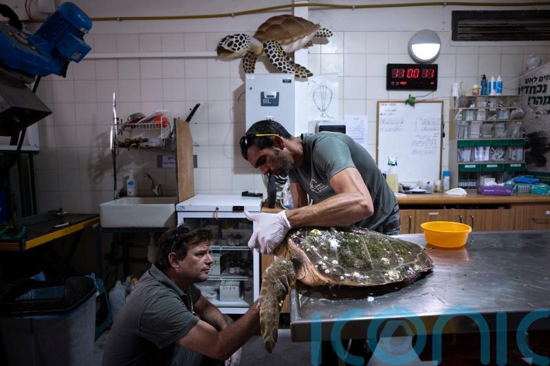 Rescued sea turtles in Israel released back into the wild