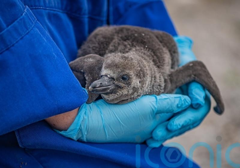 Zoo hails arrival of nine endangered penguin chicks