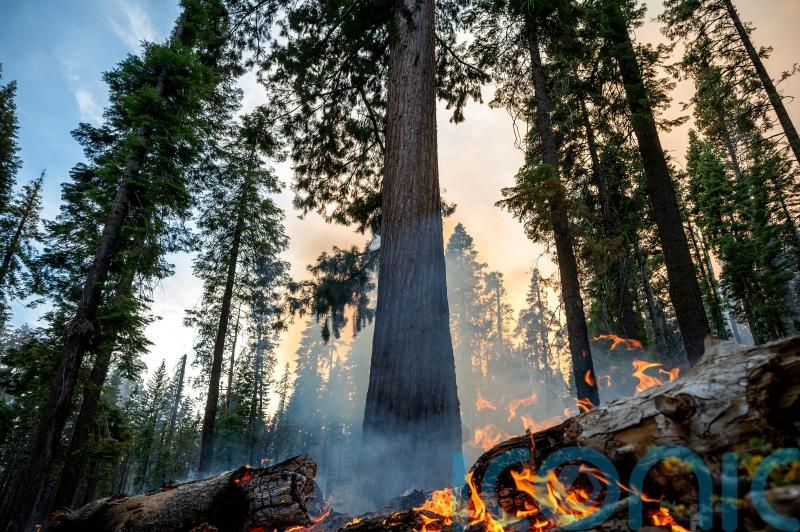 Grove of giant sequoia trees threatened by wildfire