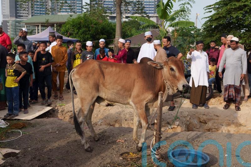 Indonesian Muslims celebrate Eid al-Adha amid outbreak of foot-and-mouth disease
