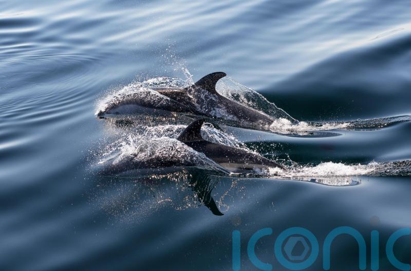 Faroe Islands put a cap on dolphin hunt after huge 2021 kill