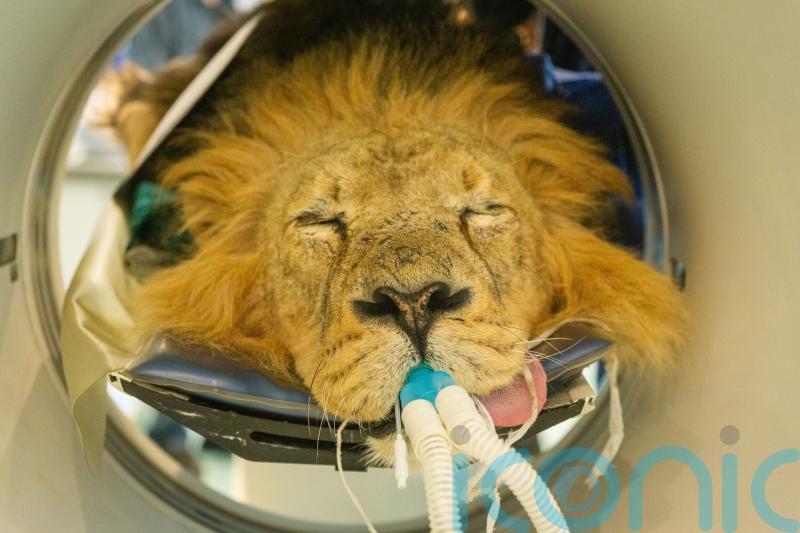 Endangered lion with persistent ear problems set to roar back following CAT scan