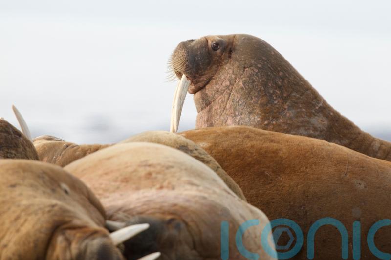 Scientists head to Arctic to check citizens’ count of walruses from space