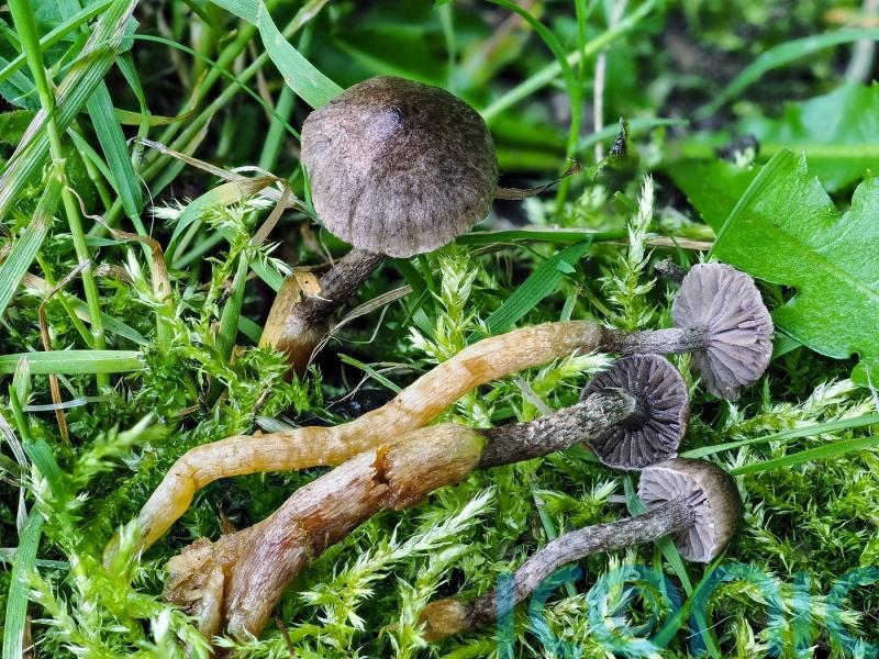Species of fungus unknown to science found in the Cairngorms