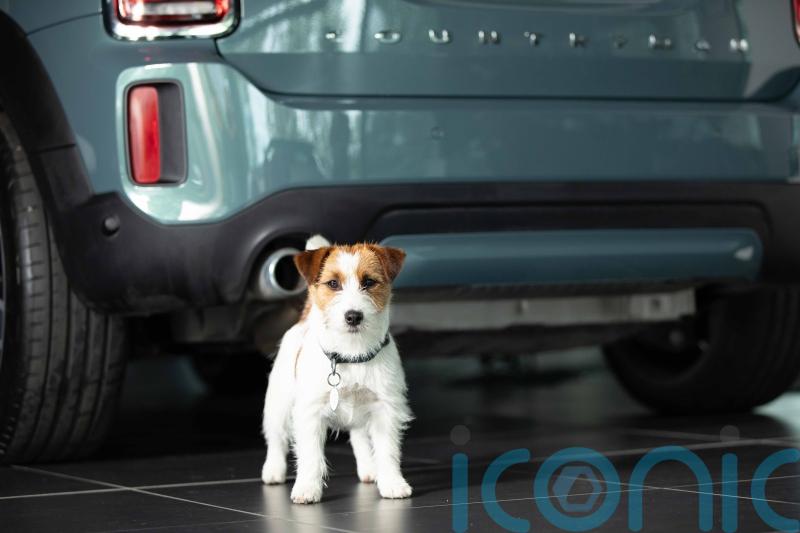 All of Mini’s UK dealers are now approved by Dogs Trust