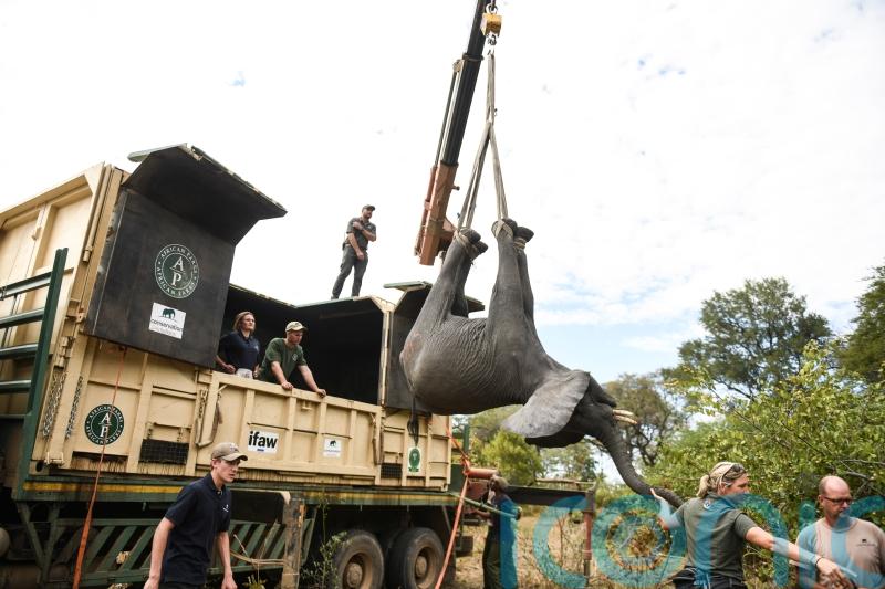 Malawi moves elephants from overcrowded park to larger one