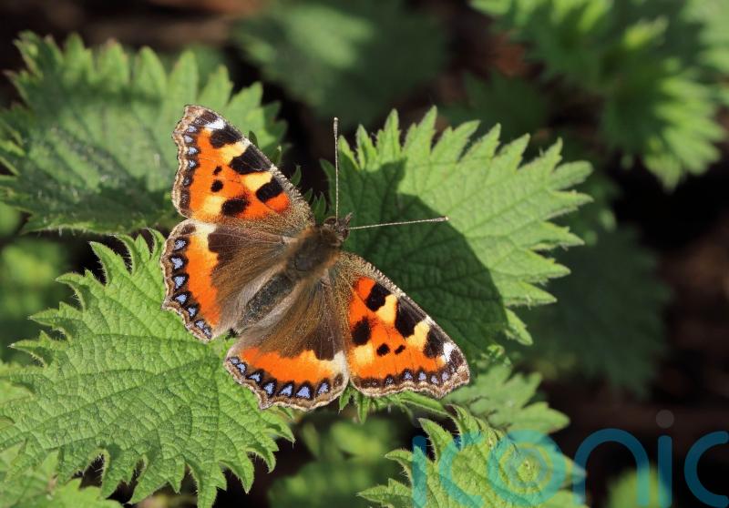 Public urged to join butterfly count to help action to save species