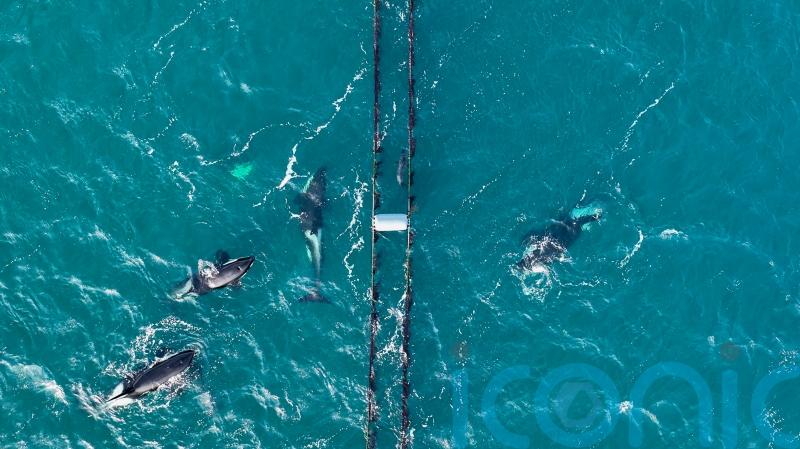 Drone captures ‘special’ footage of seal using mussel farm to hide from orcas