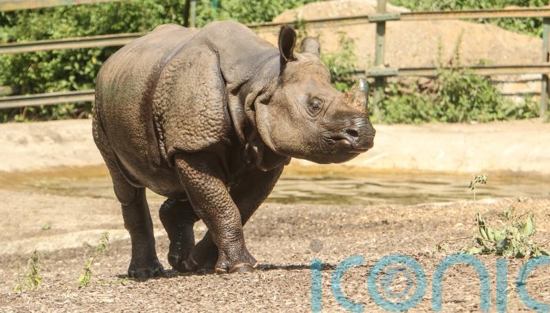 Kent safari park first in Europe where visitors can meet three species of rhino