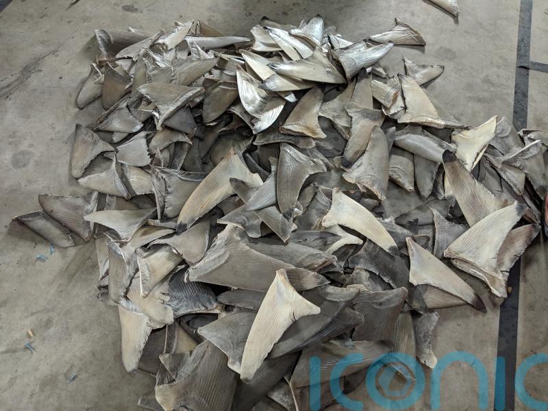 Bill to ban ‘vile and cruel’ shark fin trade has Government’s ‘full support’