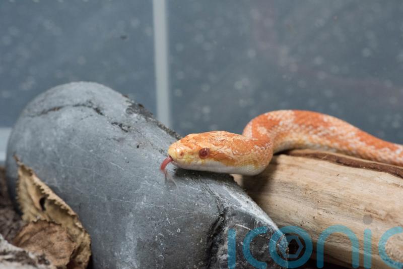 Snake owners advised to be ‘extra vigilant’ as heatwave triggers escape alert