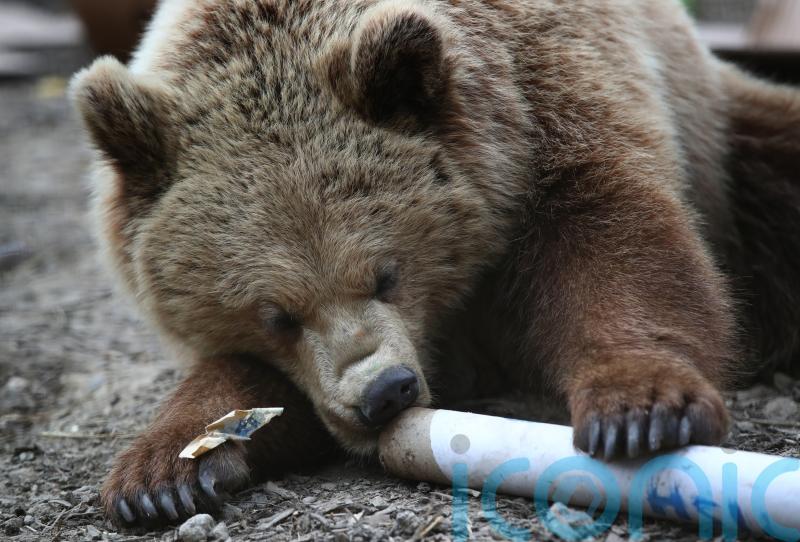 &lsquo;Some female bears may pick dens near people to keep threat of males away&rsquo;