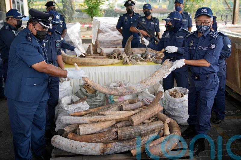 Malaysian officials seize African elephant tusks and pangolin scales worth £15m