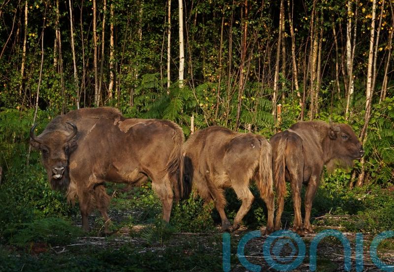 Bison take to new Kent woodland home in scheme to curb climate and nature crises