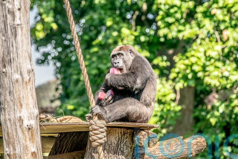 Zoos lay on icy treats to keep animals cool in heatwave