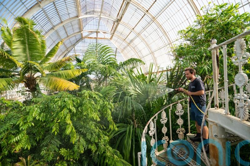 Heatwave prompts leaf scorch concern for tropical plants at Kew Gardens