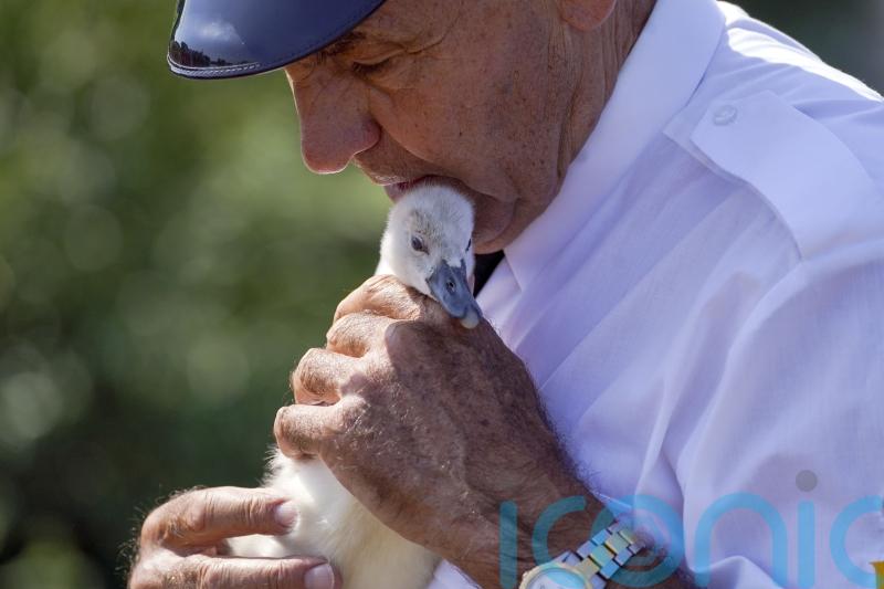 Cygnets kept cool as Swan Upping tradition adapts to heatwave