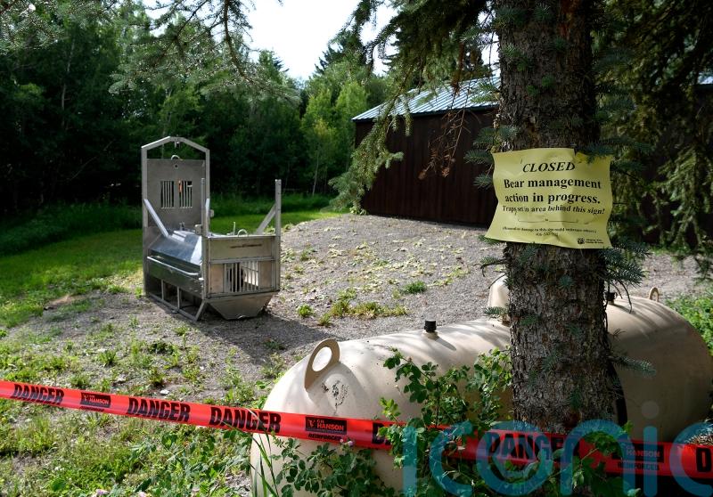 California woman killed in rare predatory attack by bear, report finds