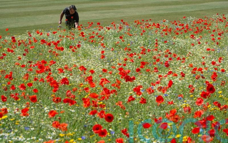 Airfield to be transformed into wildflower meadow with share of £5m funding pot