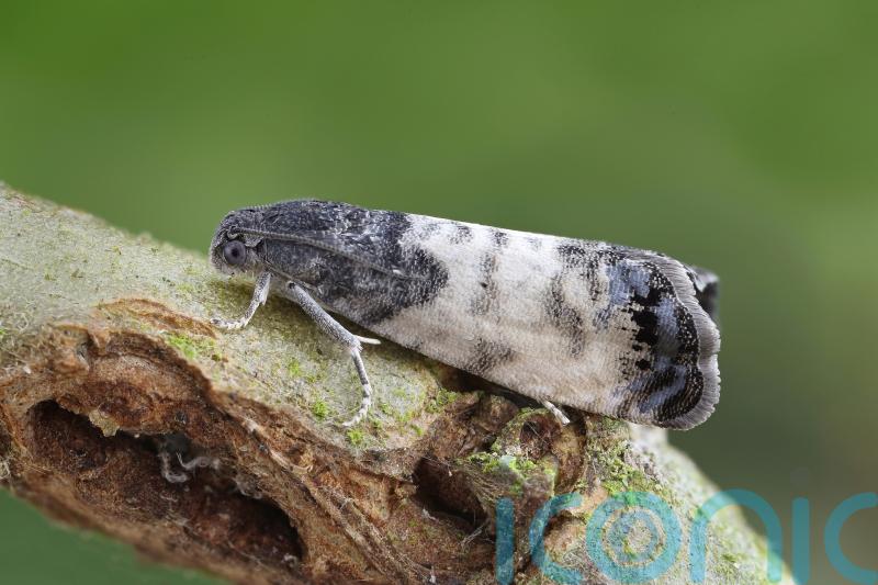 Moth species recorded in Scotland for first time in ‘exciting’ discovery