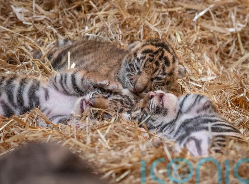 London Zoo visitors get first glimpse of endangered Sumatran tiger cubs