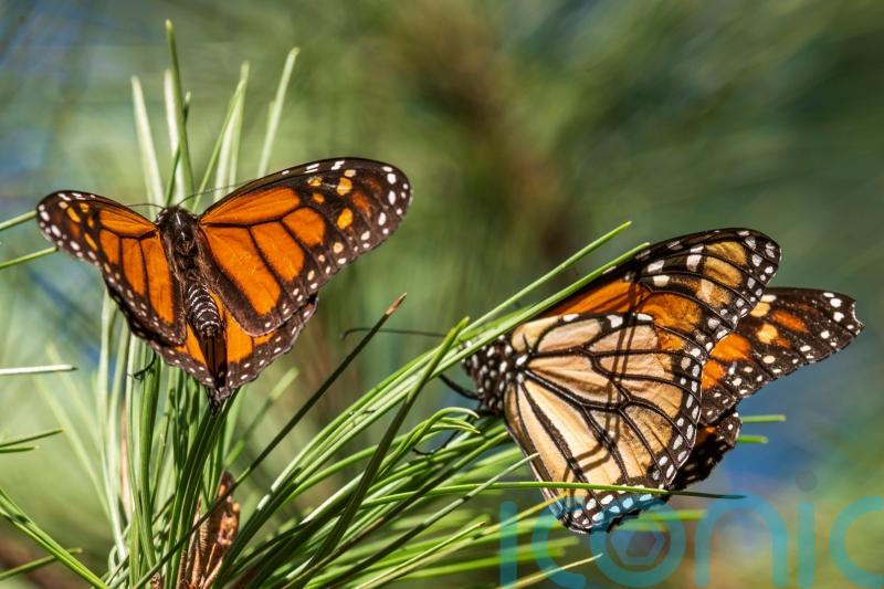 Beloved monarch butterflies listed as endangered