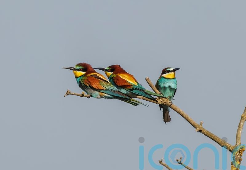 Bee-eater chicks hatch in Norfolk quarry in ‘vivid reminder’ of warming world