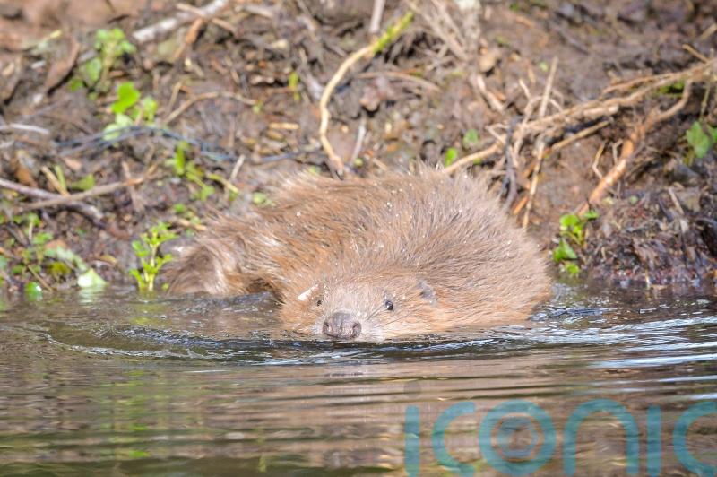 Beavers given legal protection in England, Government announces