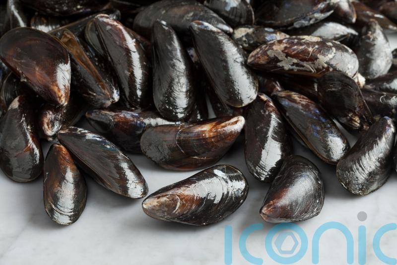 Warning over loch’s shellfish after raised levels of toxins identified