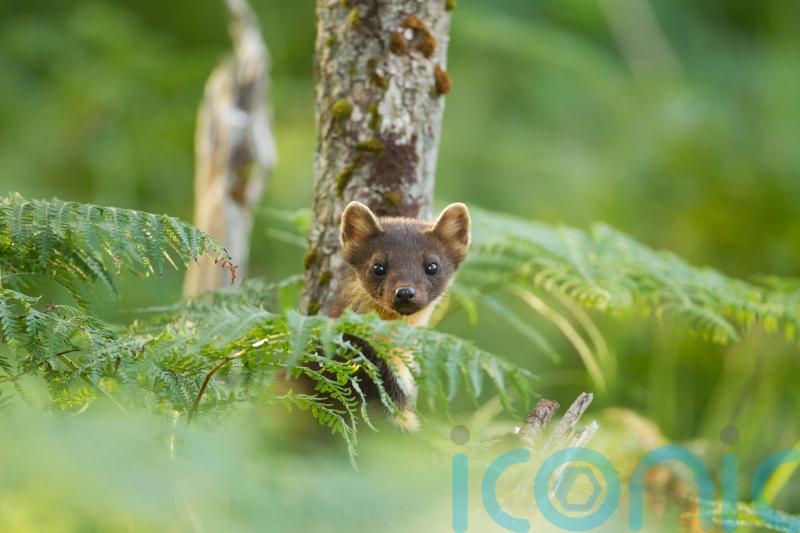 Endangered pine martens could be reintroduced to south-west England