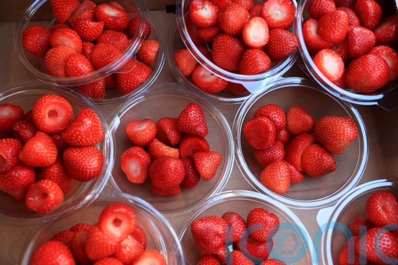 Farmers left with glut of strawberries and cherries after heatwave growth spurt